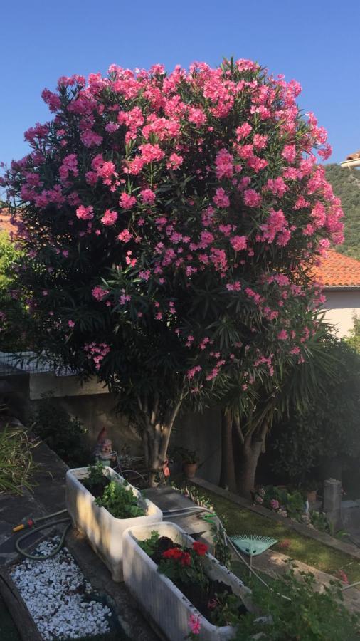 Beautiful Apartment With Garden Amelie-les-Bains-Palalda Exterior photo